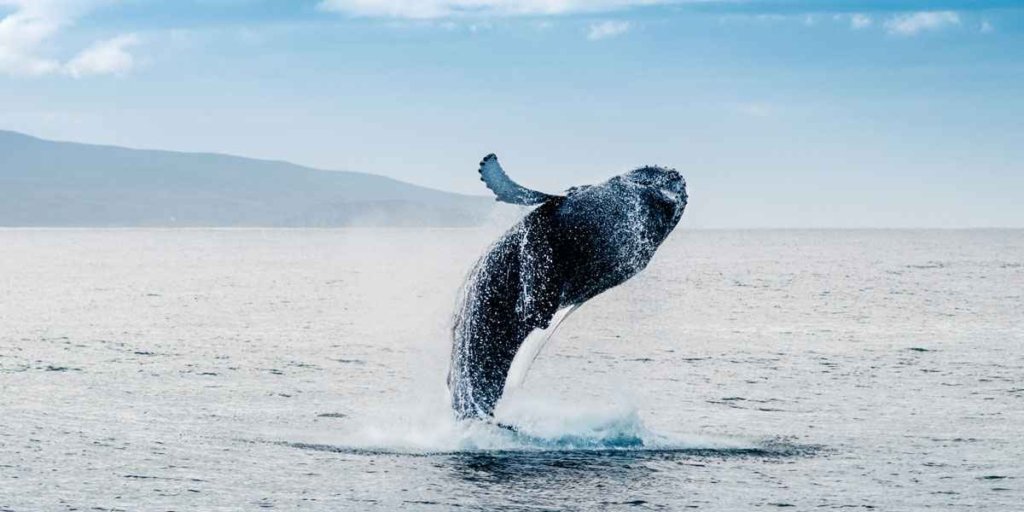 El avistamiento de ballenas es una actividad que podrás disfrutar a bordo de un yate en Puerto Vallarta