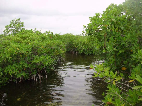 Reforestación del manglar en la Laguna Nichupté en un Yate