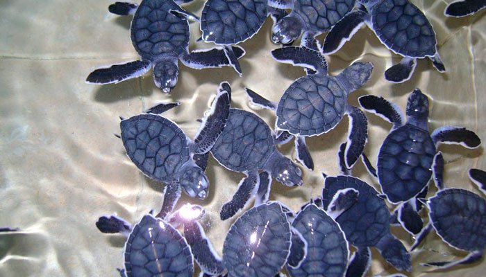 Visita isla Mujeres en yate y participa en la conservación de tortugas