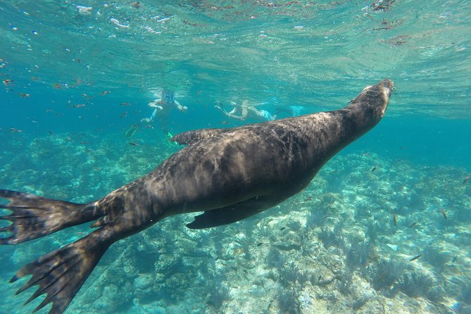 espiritu santo island 2 lobos