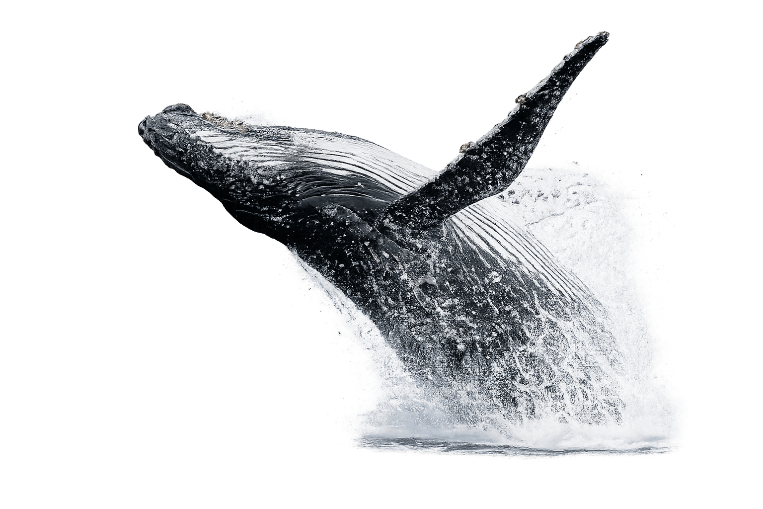 avistamiento de ballenas