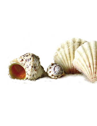 Decoración Caracolas